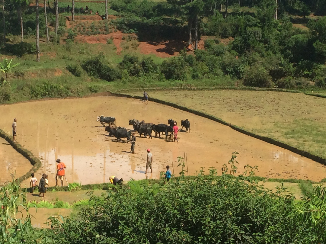 Fianarantsoa Cote Est (FCE)景点图片