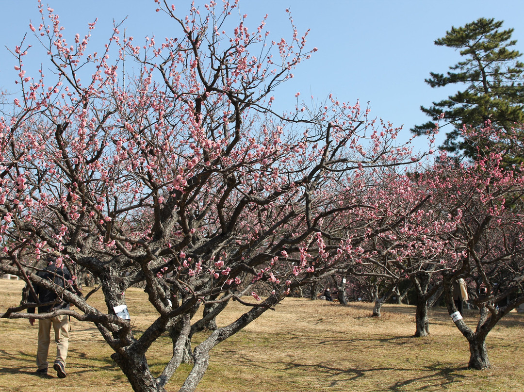 Okazaki Minami Park-冈崎市必去景点