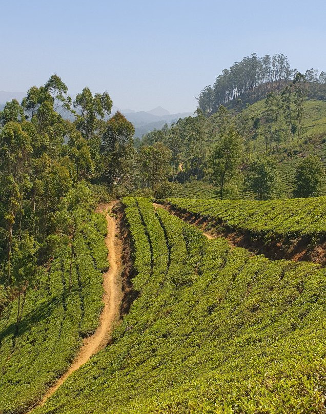 Amazing Munnar Tours景点图片