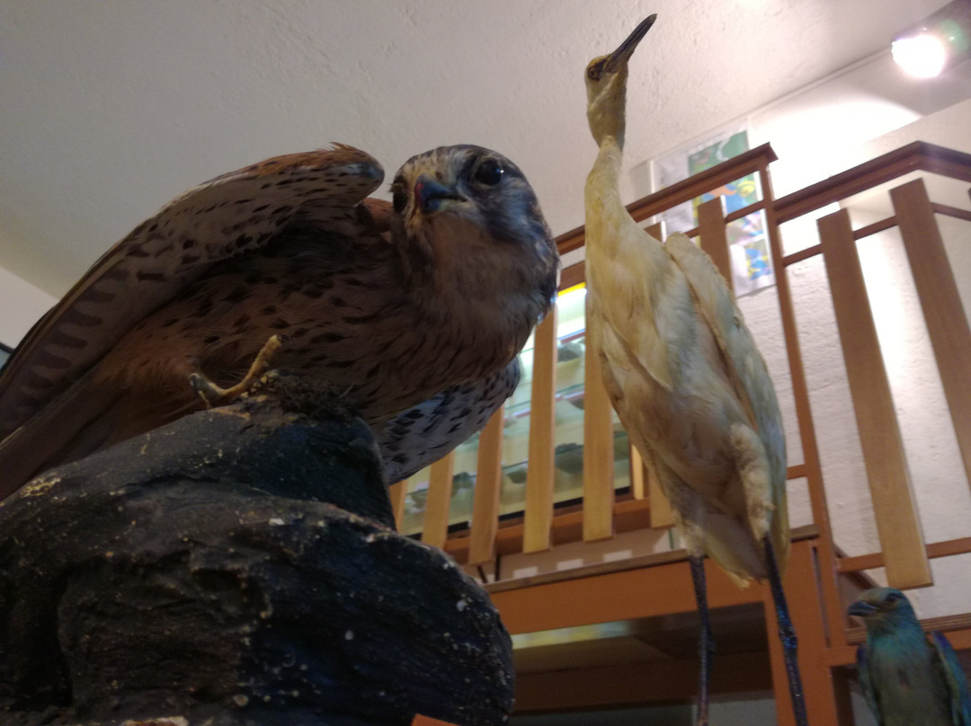 Museo Naturalistico Petagna