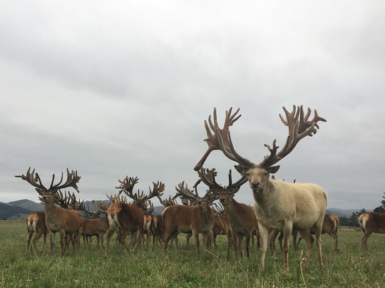Geraldine Farm Tours-杰拉尔丁必去景点
