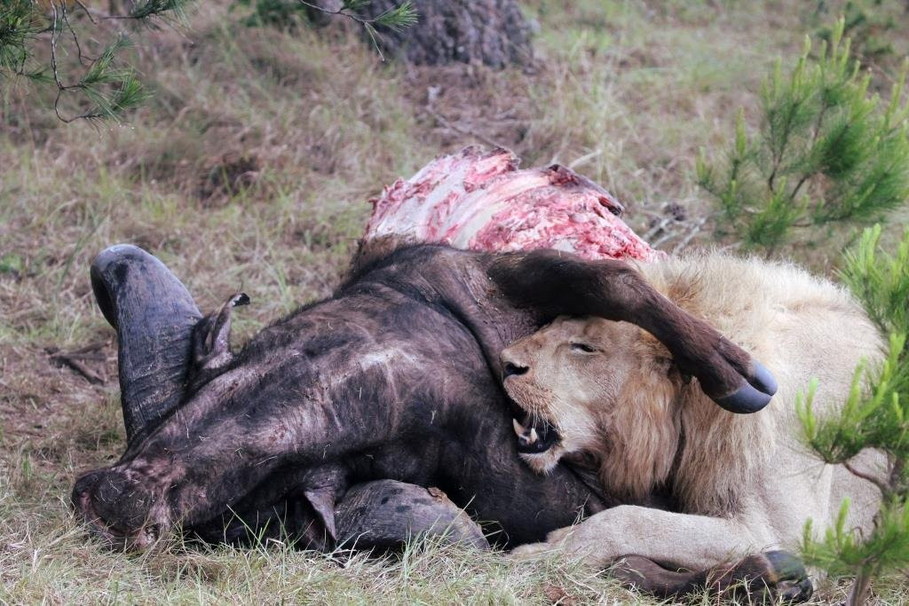 克万图私人狩猎区旅馆主图