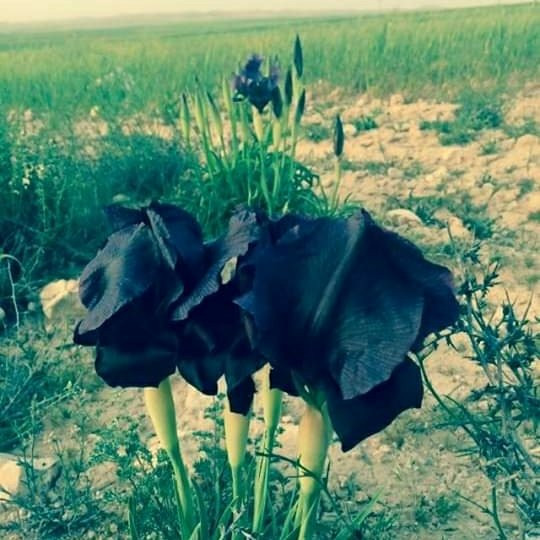 Karak Castle-Karak必去景点