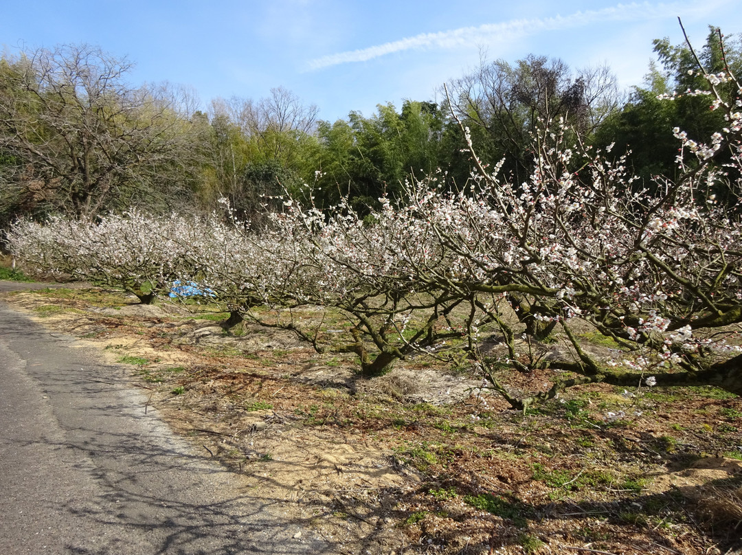Plum Forest-城阳市必去景点