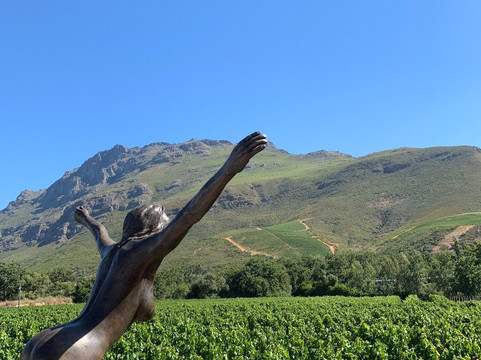 Vine Hopper-斯泰伦博斯必去景点