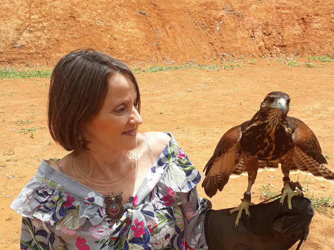 Escola de Falcoaria-蒙特贝尔德必去景点