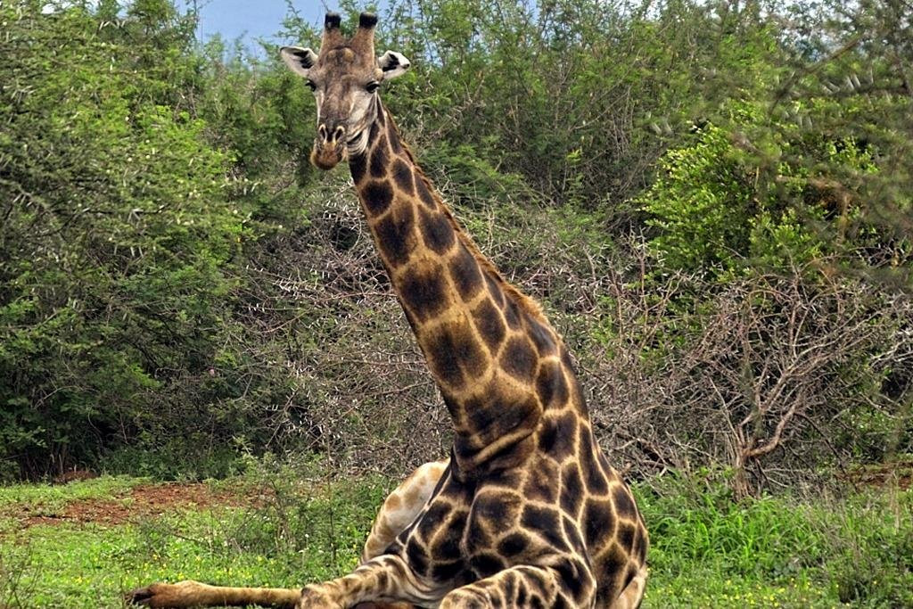 Royal Tours Zambia-李文斯顿必去景点