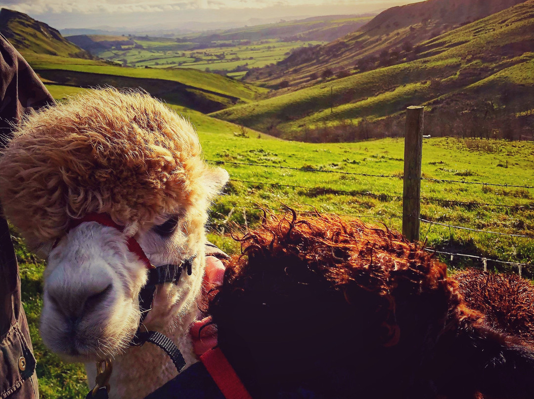 Stoop Farm Bed & Breakfast主图