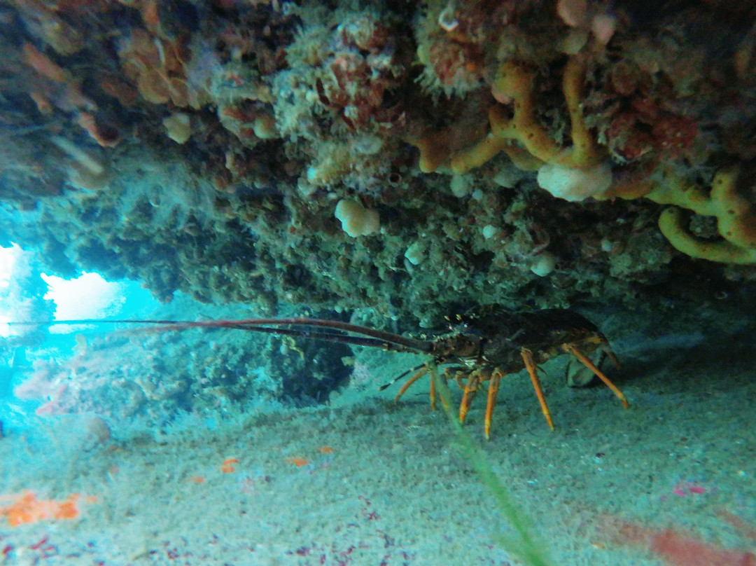 Stewart Island Snorkeling Adventures景点图片