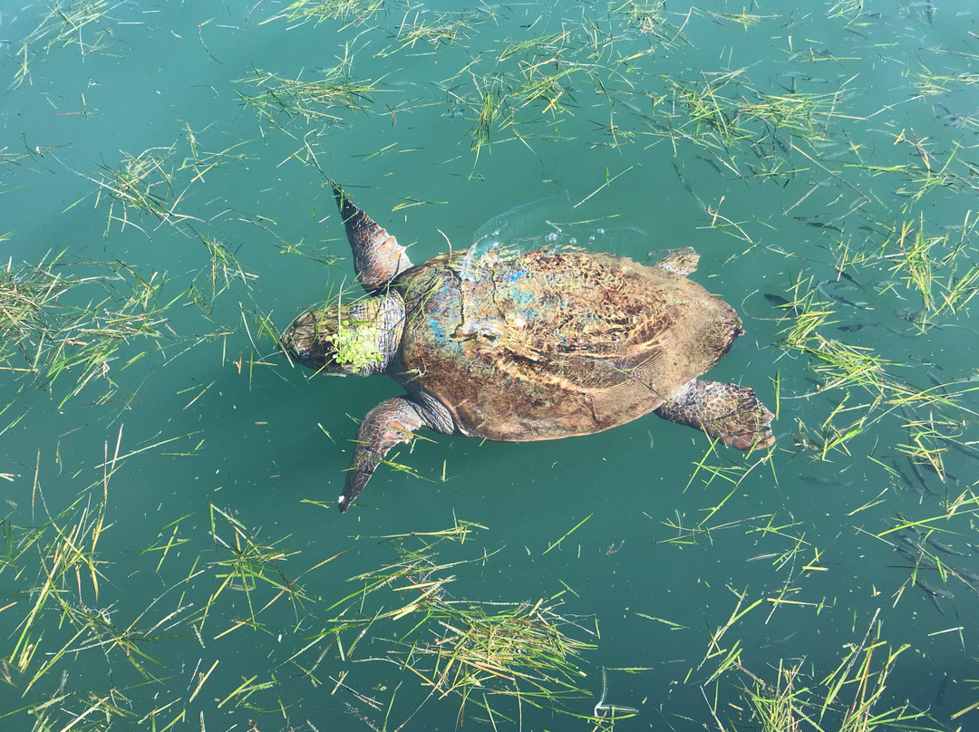 Argostoli Lagoon Activities景点图片