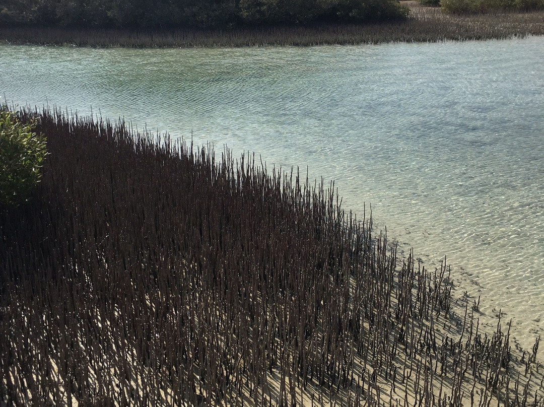Mangrove Beach-Ras Mohammed必去景点