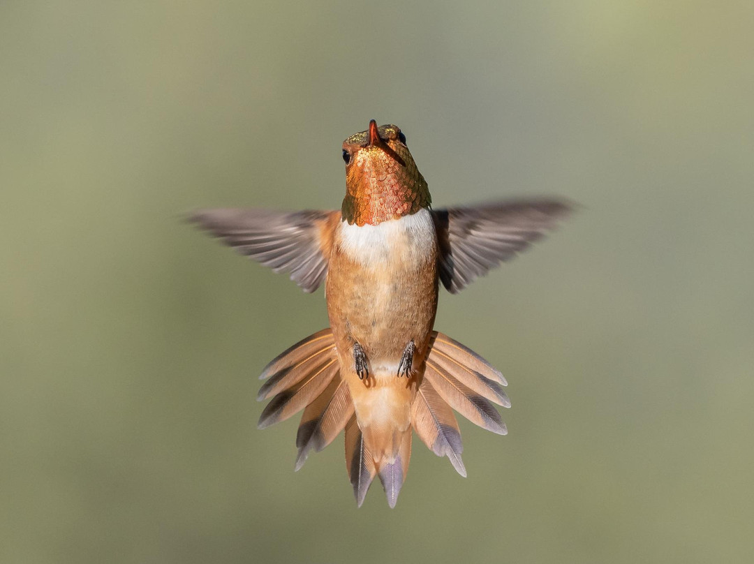 Big Bend Birding & Photo Tours景点图片