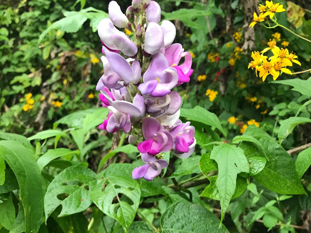 Salto del Nogal-Tapalpa必去景点