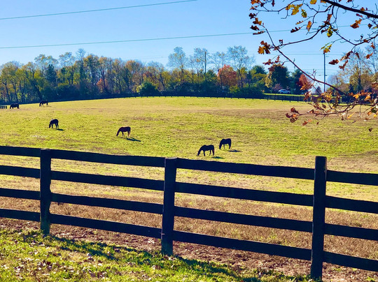 Blue Grass Tours-列克星敦必去景点