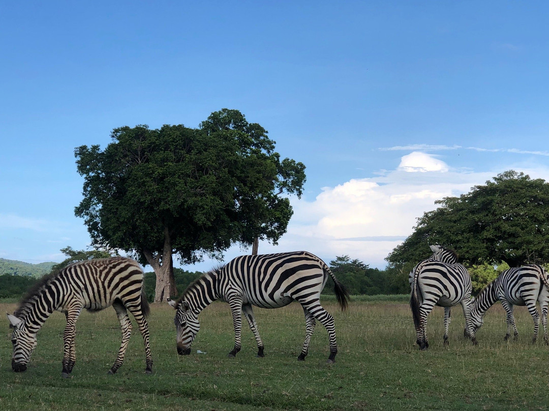Calauit Wildlife Sanctuary-Busuanga Island必去景点