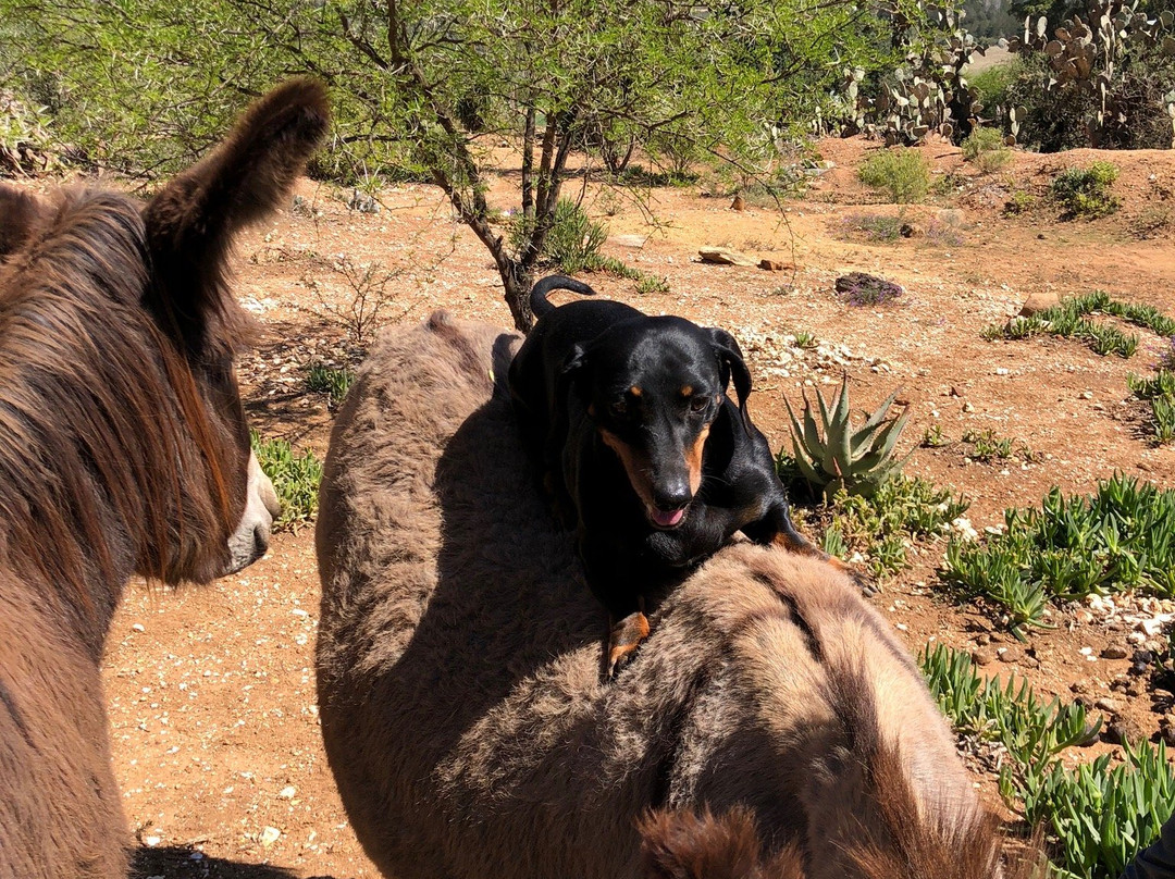 Moroc-Karoo Country Guesthouse主图