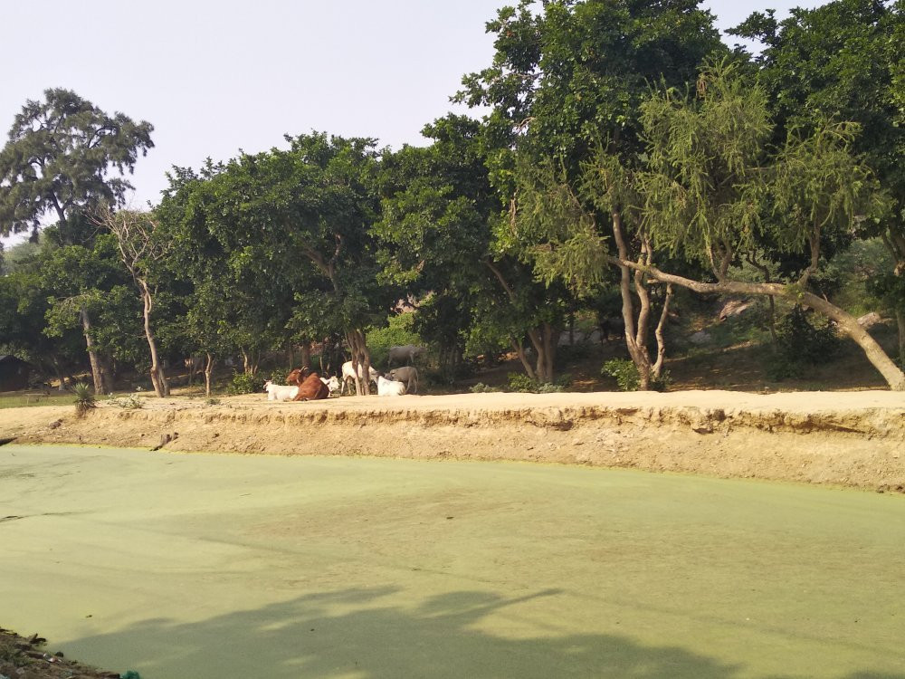 Govardhan Hill景点图片