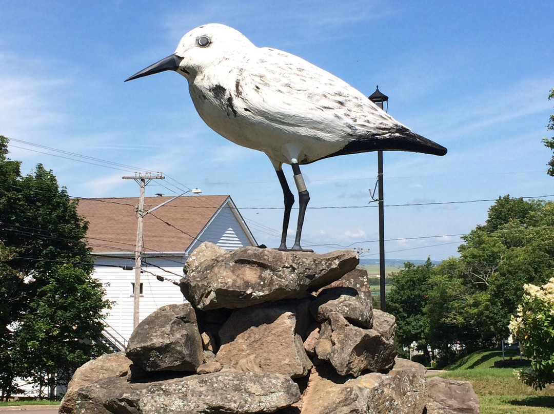 Shep - The World's Largest Semi-palmated Sandpiper