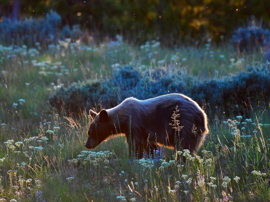 Yellowstone Adventure Tours-西黄石镇必去景点