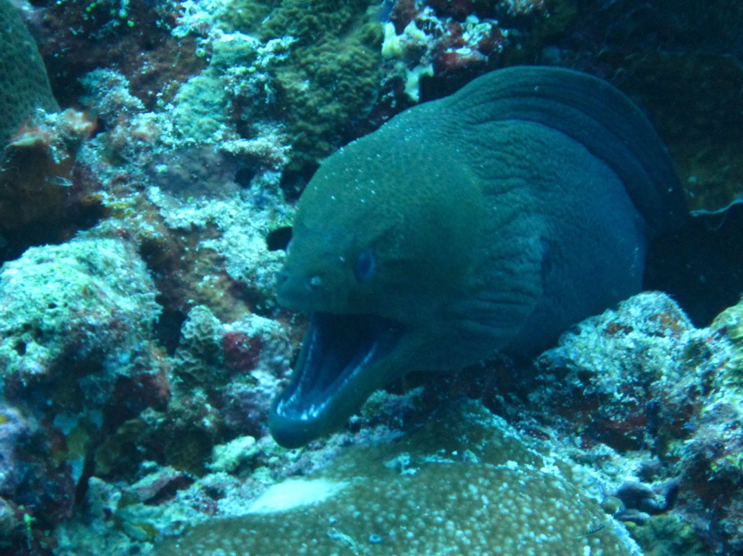 Dive Ocean Dhuni Kolhu-杜妮可鲁岛必去景点