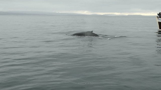 Salka Whale Watching-胡萨维克必去景点
