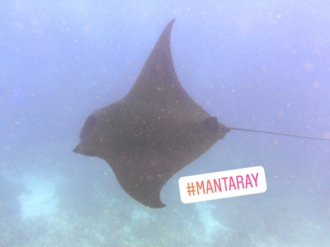 Manta Point Dive Site-努沙杜瓦必去景点