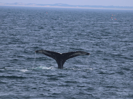 Plymouth Whale Watching