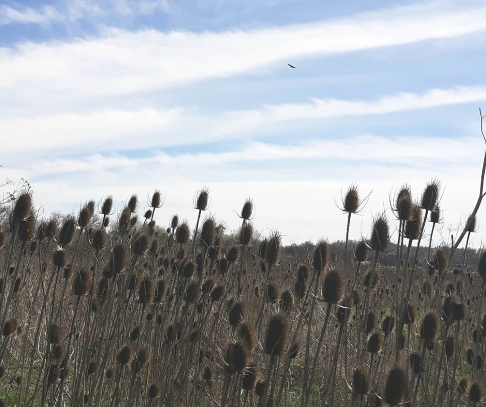 Anderson Marsh State Historic Park景点图片