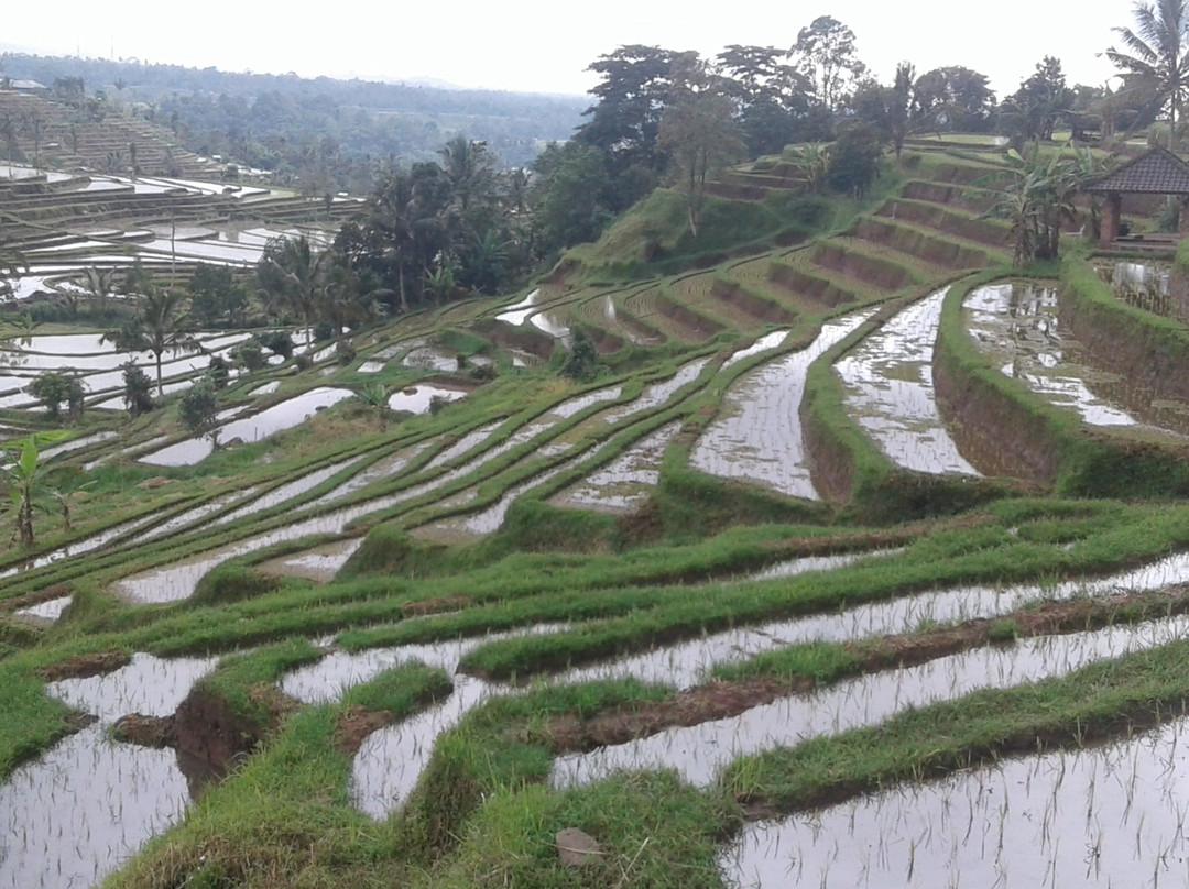 Desa Wisata Jatiluwih