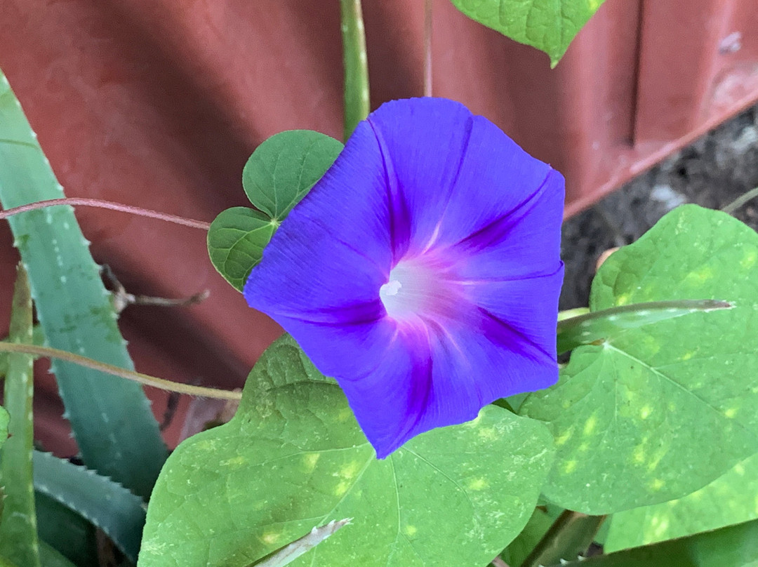 Onion Creek Kitchens at Juniper Hills Farm-Dripping Springs必去景点