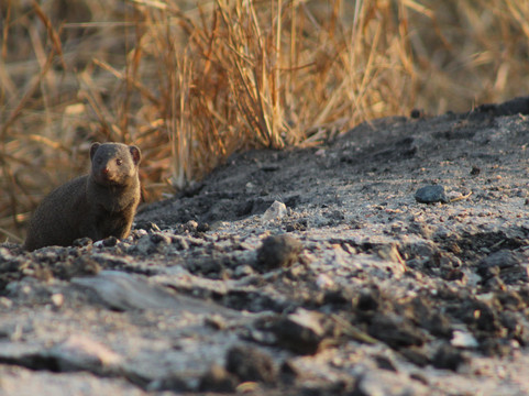 Big 5 Safaris-霍德斯普鲁特必去景点
