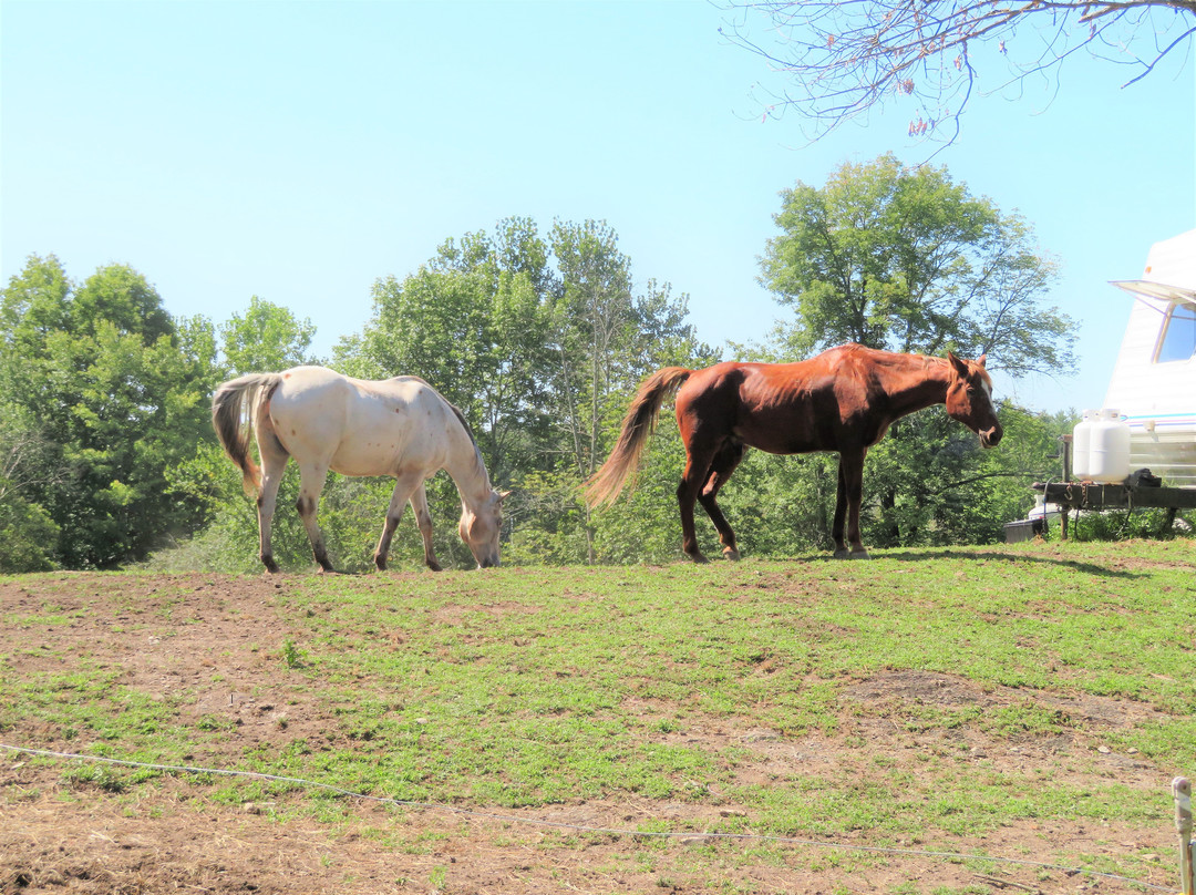 Rocke N Horse Farm景点图片