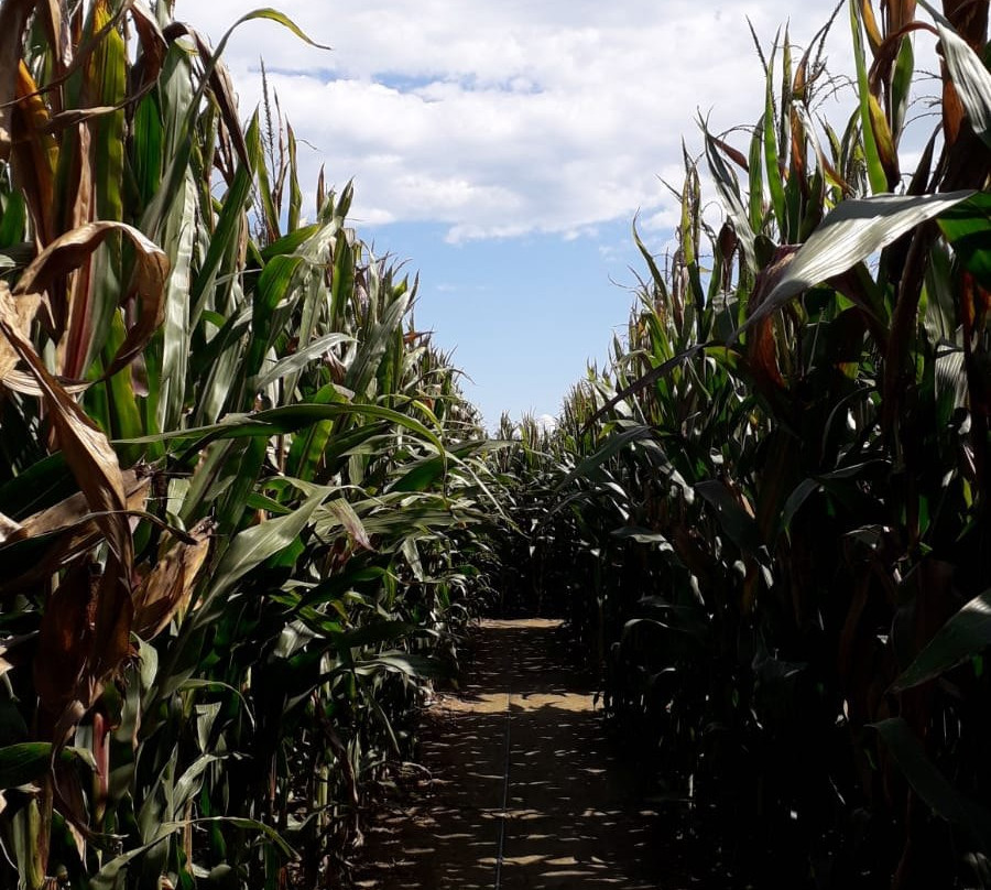 Labirinto di HORT-塞尼加利亚必去景点