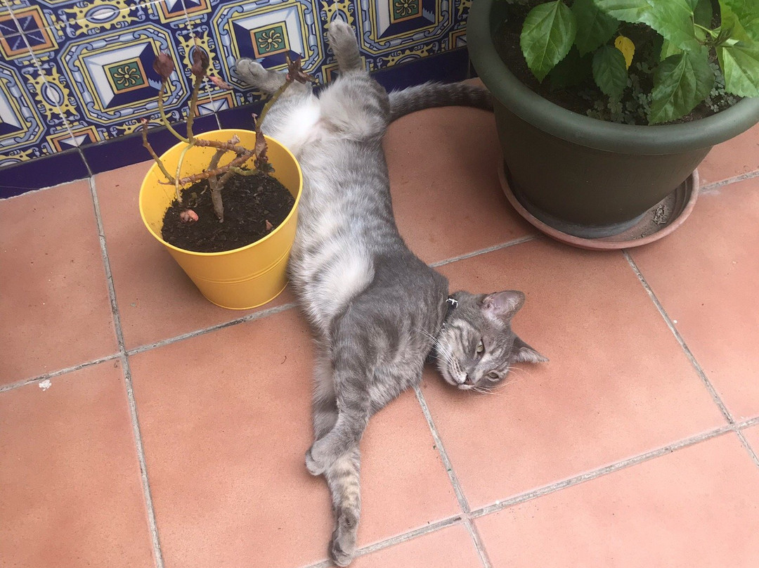 塞维利亚圣维森特 2 号旅馆主图