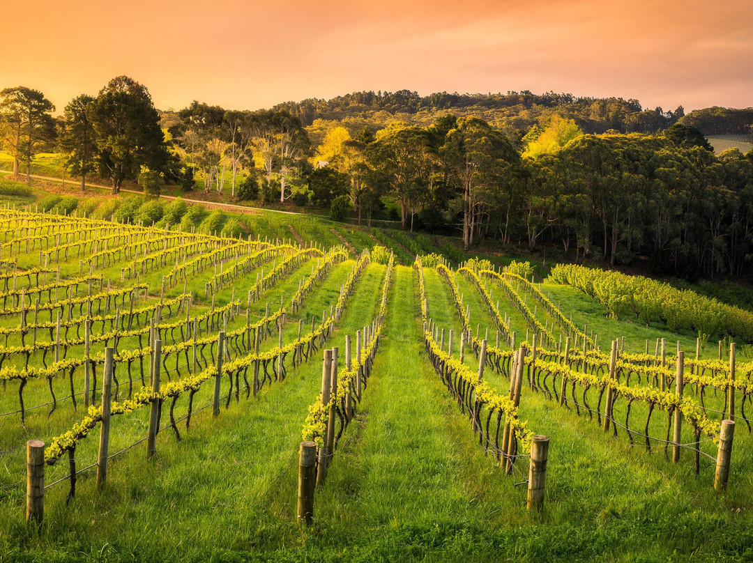 New World Wine Tour Co景点图片
