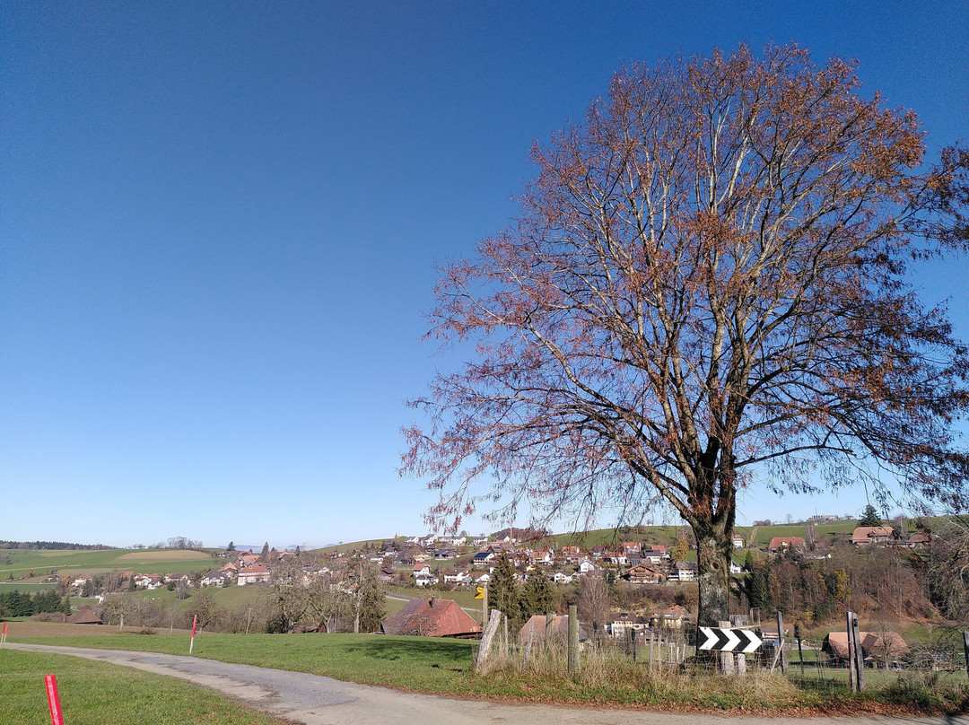 Gondiswilerweiher