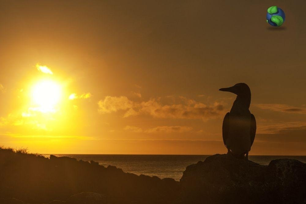 Smart Galapagos景点图片