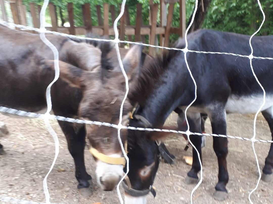 Il leprotto bisestile-Bosentino必去景点