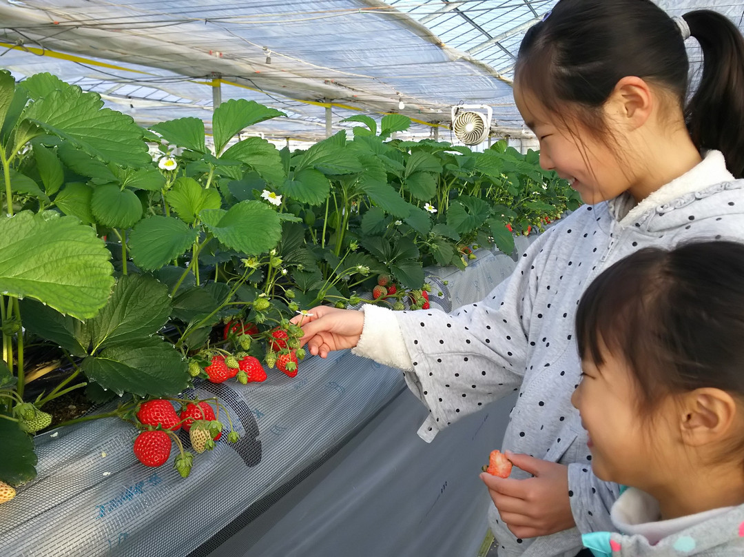 Takada Strawberry Farm-富冈市必去景点