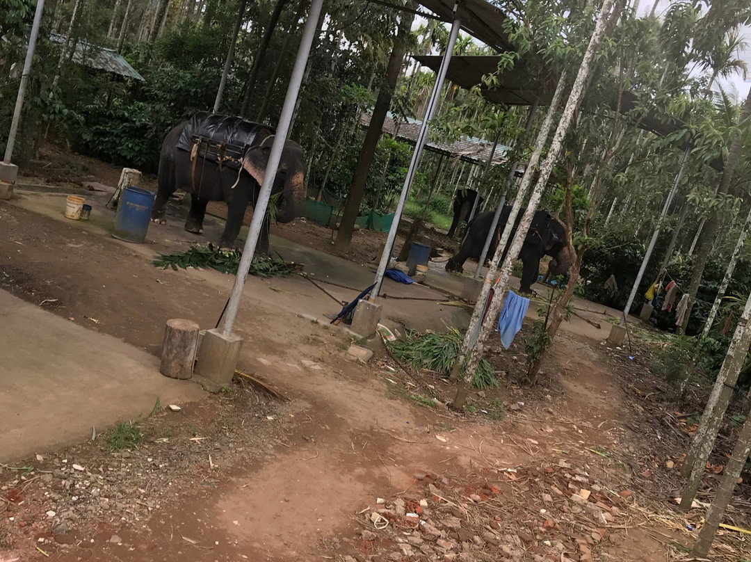 Elephant Junction-帖可迪必去景点