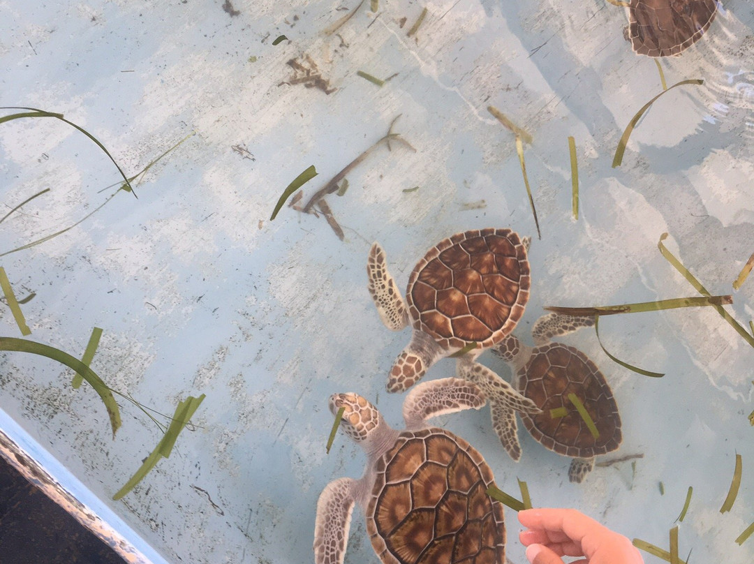 海洋生物大学站- 洛斯罗克斯科学基金会景点图片