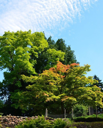 Forstbotanischer Garten-科隆必去景点