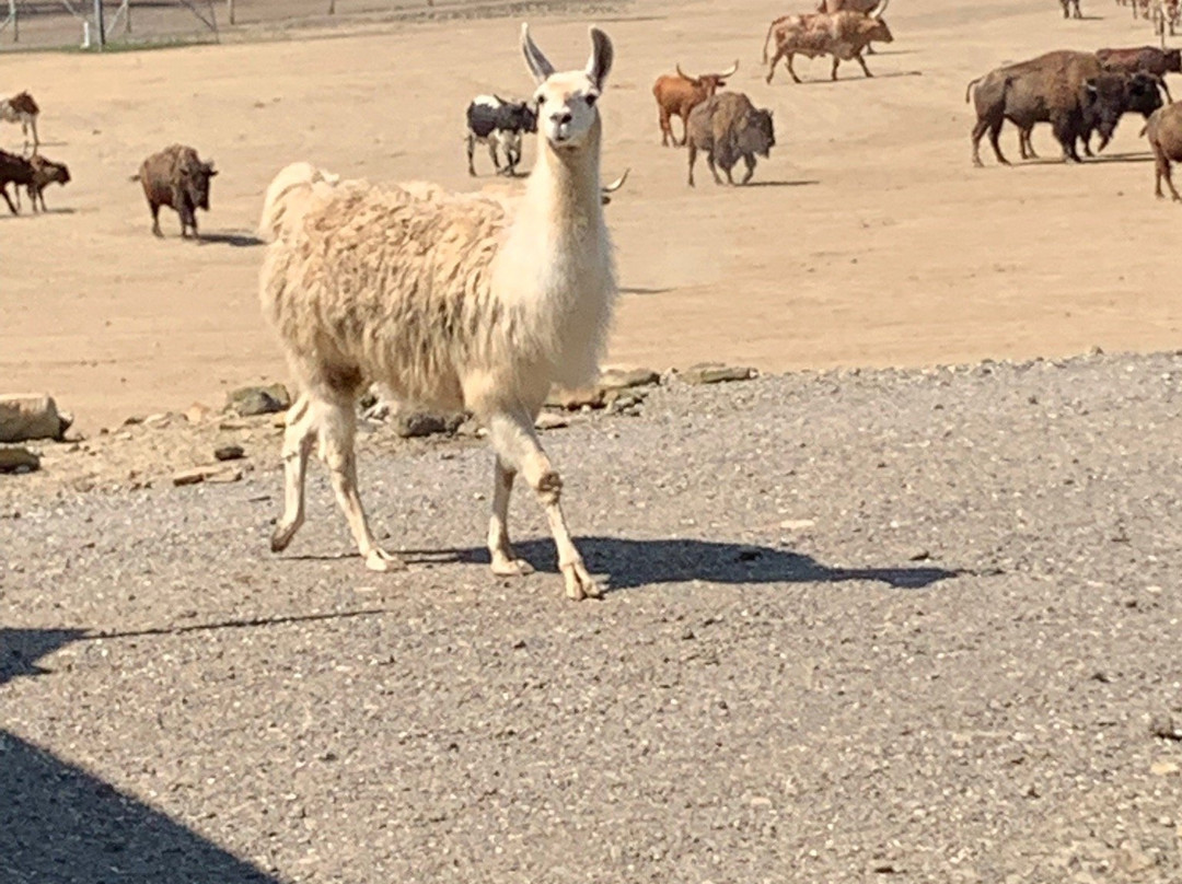 Wagon Trails Animal Park-Vienna必去景点