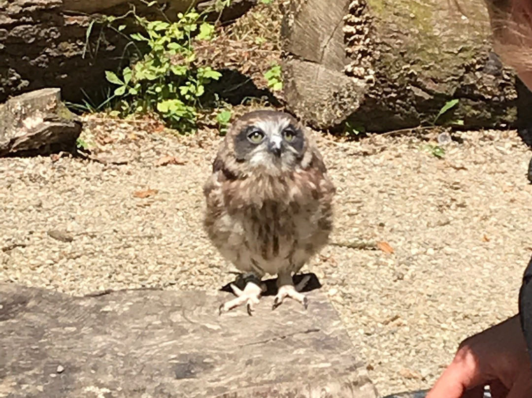 The Welsh Owl Garden景点图片