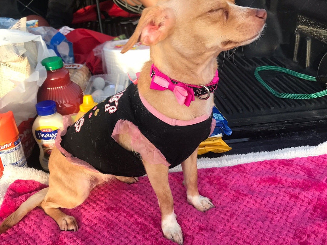 Stars and Stripes Drive In Theatre-新布朗费尔斯必去景点