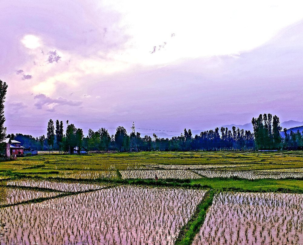Wular Lake-斯利那加必去景点