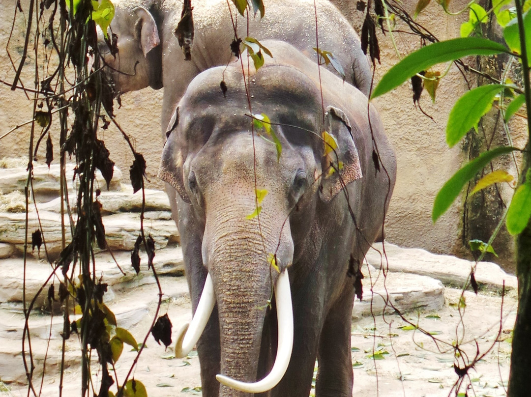 Wildlands Adventure Zoo Emmen景点图片