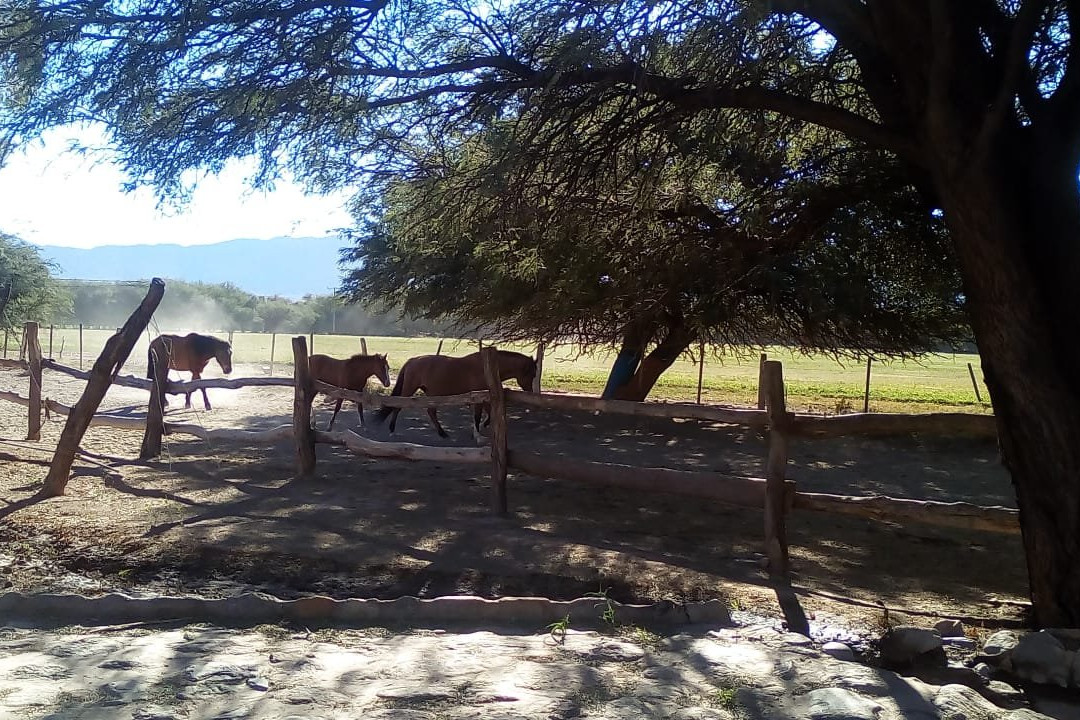 La Vaca Tranquila主图