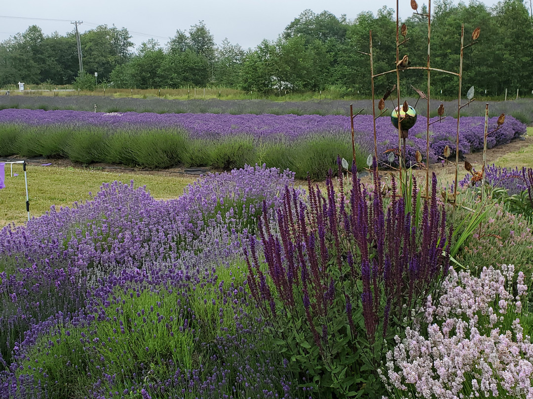 Sunshine Herb and Lavender Farm景点图片
