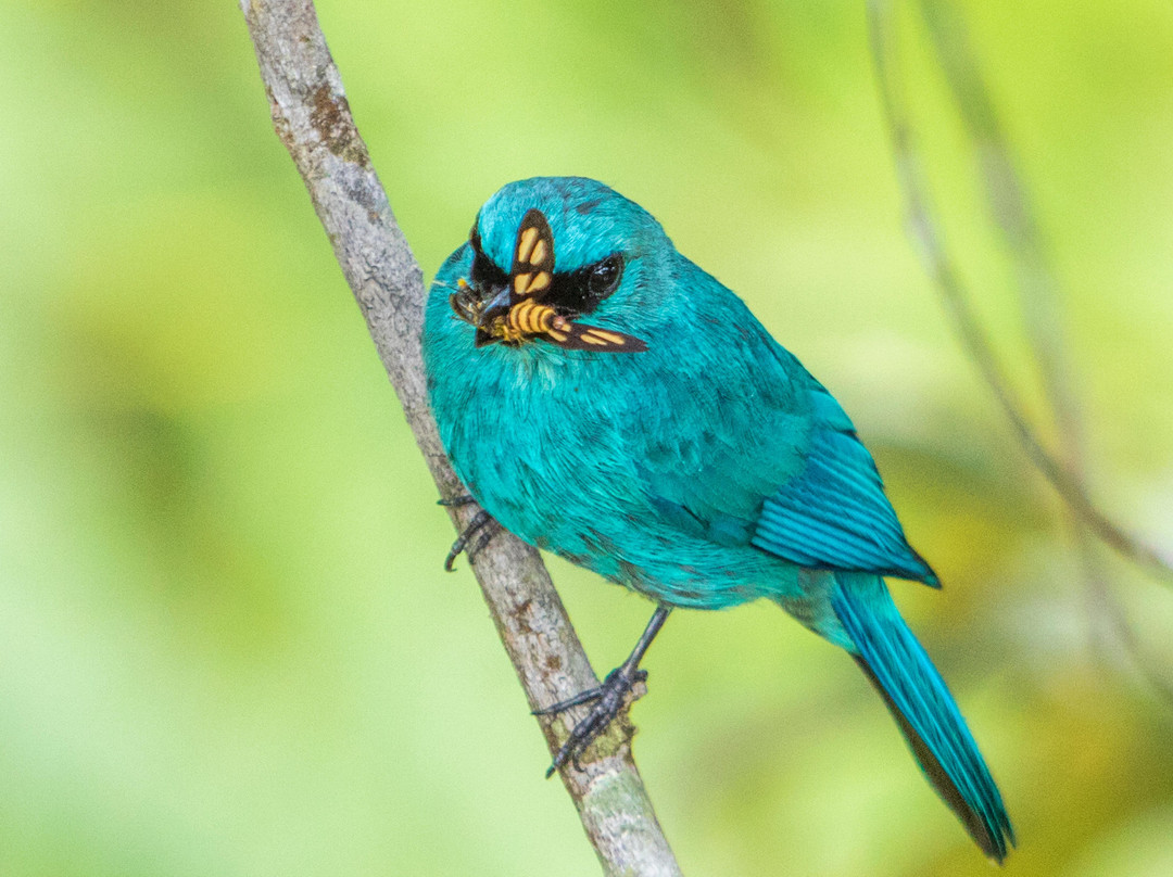 Rumah Pohon Habitat Tour-Binjai必去景点